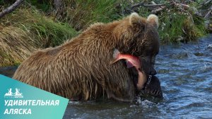 Удивительный животный мир Аляски