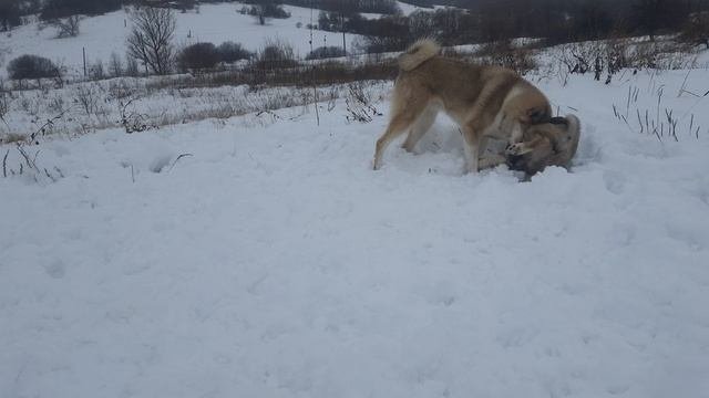 лайка балалайка