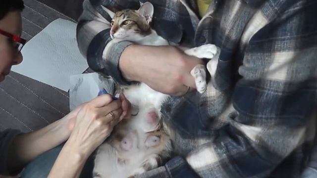 Мастит у кошки, отсасываем молоко / Mastitis in a cat, sucking milk