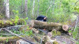 ВОТ СВАЛИЛСЯ НА МОЮ ГОЛОВУ, ДЕНЬ НА СМАРКУ.