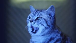 Love Doctor: The Right Cat Diet - Whiskas K.I.T. 2020.