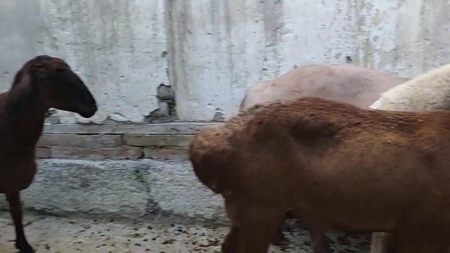 арашан авгон куйлари 904099090