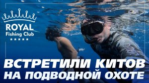 "А слона то я и не заметил!" Киты подкрались во время морской подводной охоты в Коста-Рике