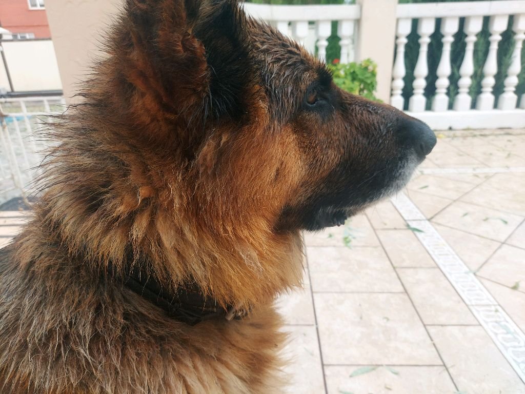 пёс