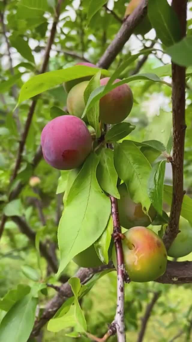 Алыча. Просто хвалю дерево, дающее вкусные плоды