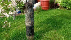 Морозобоина, ожог, ловчий пояс и побелка стволов деревьев