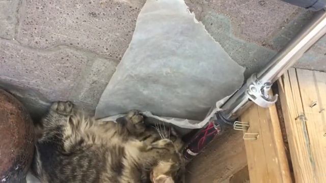 Кошка играет с ящерицей🦎 смотреть онлайн