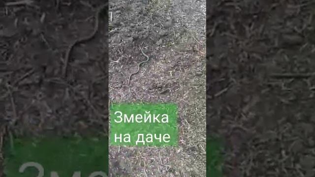 Змея на грядке