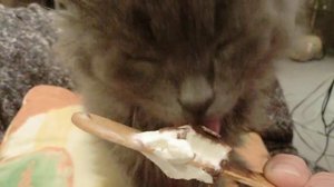 Кот ест мороженое