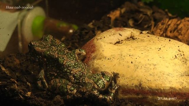 Bufo viridis На камешке смотреть онлайн