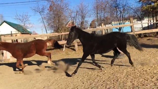 Лошади КД Таврово (Олимп) Прогулка смотреть онлайн