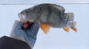 Зимняя рыбалка на озере на карася и бонус средний окунь