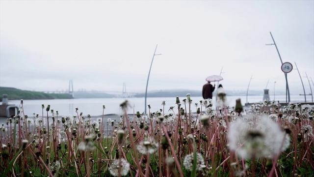 Проморолик для школы педагогики