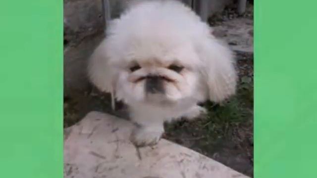 милая собака смотреть онлайн