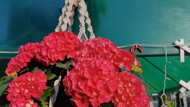 Мой цветущий сад 1 июля. Обзор цветов в контейнерах и в грунте. Все зацветает