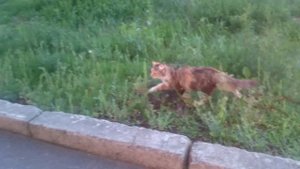 Кошка мать защищает своего котёнка