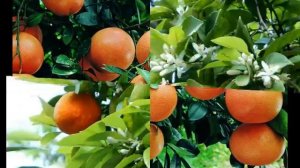Апельсин – Orange