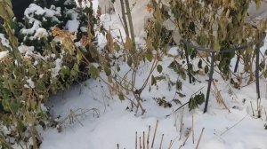 Подготовила Гортензии в грунте к зимовке. Кого укрыть одеялком, а кого не надо?