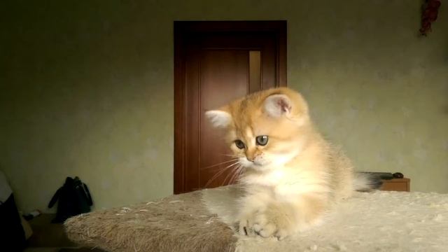 Британские котята,серебристые шиншиллы.