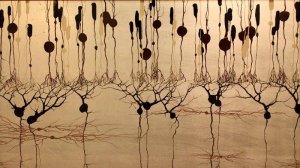 Сазонов С.В. 13. Задняя стенка глаза