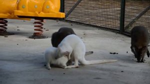 За два месяца сравнялись со взрослыми. Валаби в Тайгане