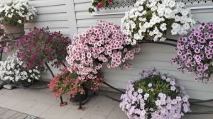 Лучшие цветы. Такого еще не было. Хочу продлить это великолепие.