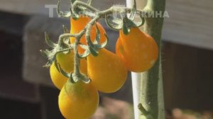 СУПЕР органическое УДОБРЕНИЕ настой Крапивы. ФИТОФТОРА. Как с ней бороться, с ТатьянойПивкиной