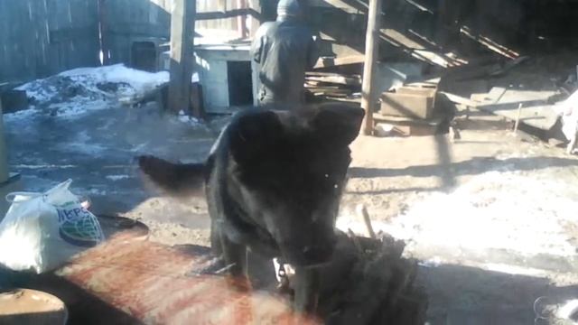 Собака на кота злится смотреть онлайн