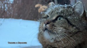 Барсик наблюдает за птичкой, а мы наблюдаем за Барсиком.