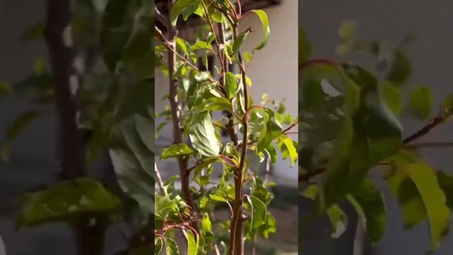 Дерево #дом_у_моря #shots #домвкрыму #строим_крым #купить_дом #житьуморя #черноеморе #сиан #забор смотреть онлайн