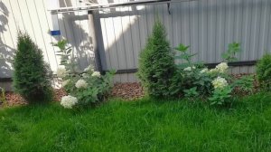 Шикарное цветение МЕТЕЛЬЧАТЫХ ГОРТЕНЗИЙ. Как совместить не совместимое?