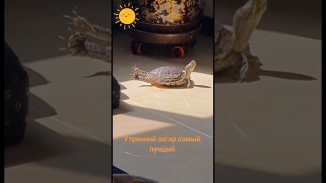 Утренний загар самый лучший