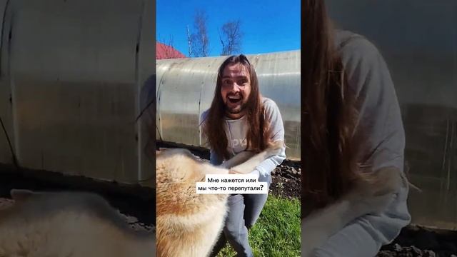 Всё, тренд можно закрывать #хаски #юмор #тренд смотреть онлайн