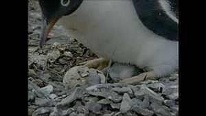 Одиссея Жака Кусто 1 сезон 28 серия (документальный сериал, 1966 – 1987)