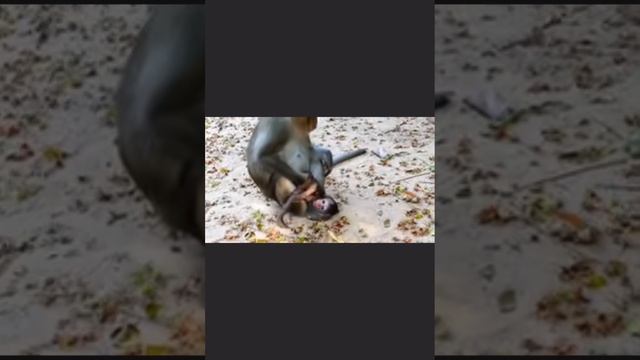 Способ отказать Baby Monkey в молоке