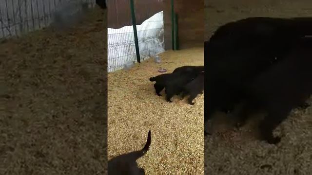 ВЕО щенки 45 дней (Уран * Лагерта) смотреть онлайн