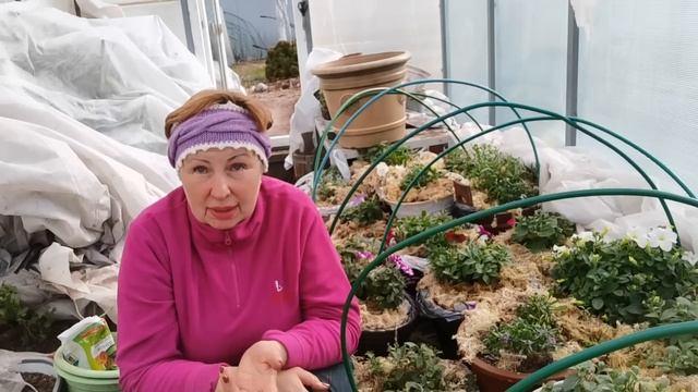 Рассада ПЕТУНИИ заболела? Что случилось с листьями?