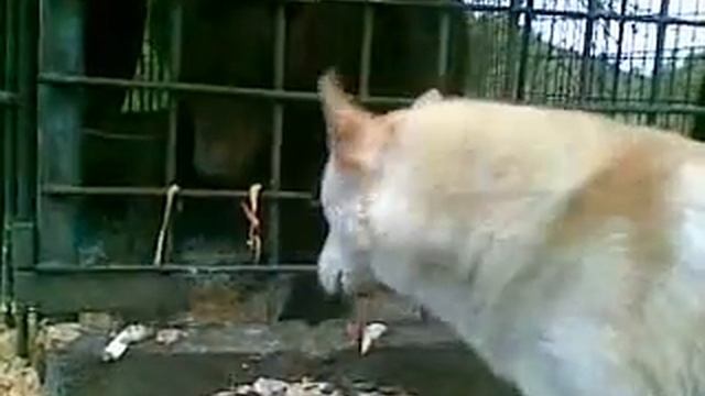 Собака главнее медведя смотреть онлайн