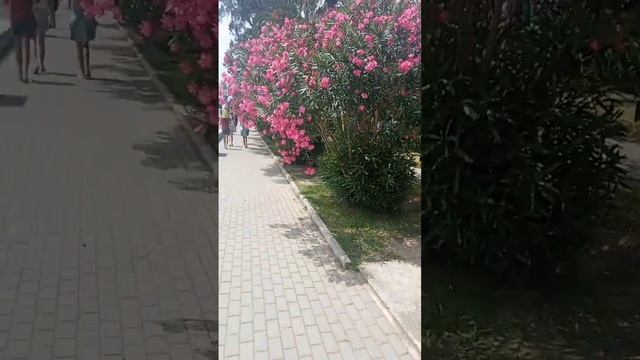 Сухум. Абхазия. Гуляем по набережной.