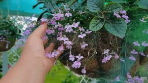 Мой маленький рай зацветает. Обзор сада начало июня. Убытки почти не заметны