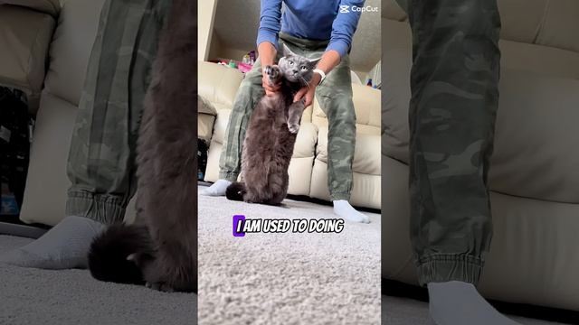 New fitness trainer #purr #cats #bluecat #cat #funny #catpurr #cutepets #kitten #kitty #catcat