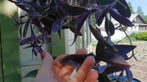 Обзор сада на 15 июня Ленинградская область. Сто оттенков зелёного. Я снова в Телеграмм
