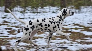 Дрессировка щенка до 8 мес. на примере далматина