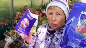 Не берите всю пеларгонию зимовать. Основные моменты подготовки