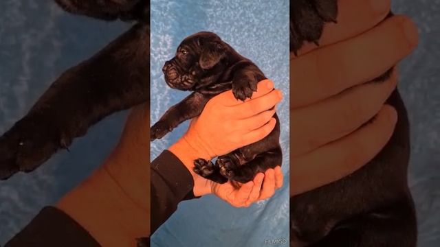 Корсо 14 11 2024 Краснодар