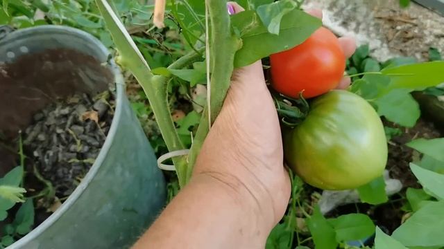 Какие ТОМАТЫ больше сажать не буду?
