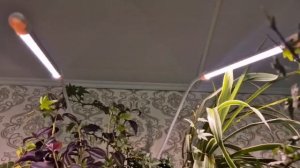Куплю еще один. Не думала что будет так красиво и здорово. Куда шагнул прогресс?