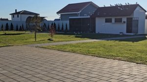 спортивные голуби Калининград