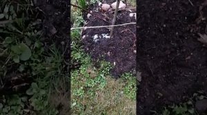 Как правильно вносить удобрения. Советы садовника.