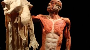 Сазонов С.В. 39. Кожа пальца